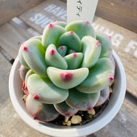 マイティティ