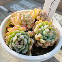 リトルレッドボート