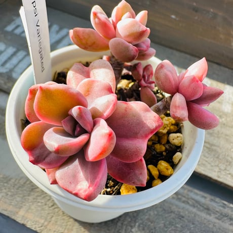 Gypsi Variegated