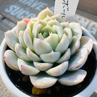 スノーボール