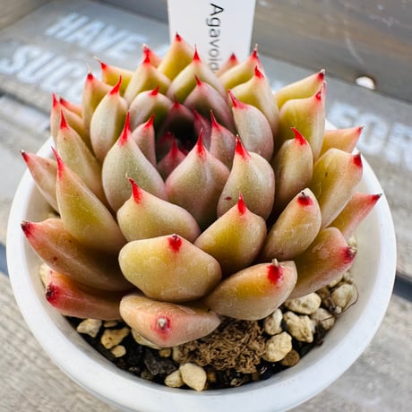 Bun Agavoides