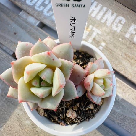 CATEGORY 多肉植物 | GREEN SANTA ☆anybody CATEGORY 多肉植物 | GREEN SANTA ☆anybody