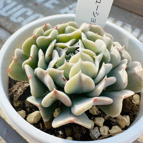 CATEGORY 多肉植物 | GREEN SANTA ☆anybody CATEGORY 多肉植物 | GREEN SANTA ☆anybody