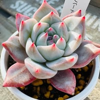 ブルーバード