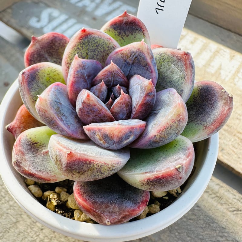 ホワイトソウル | GREEN SANTA ☆anybody