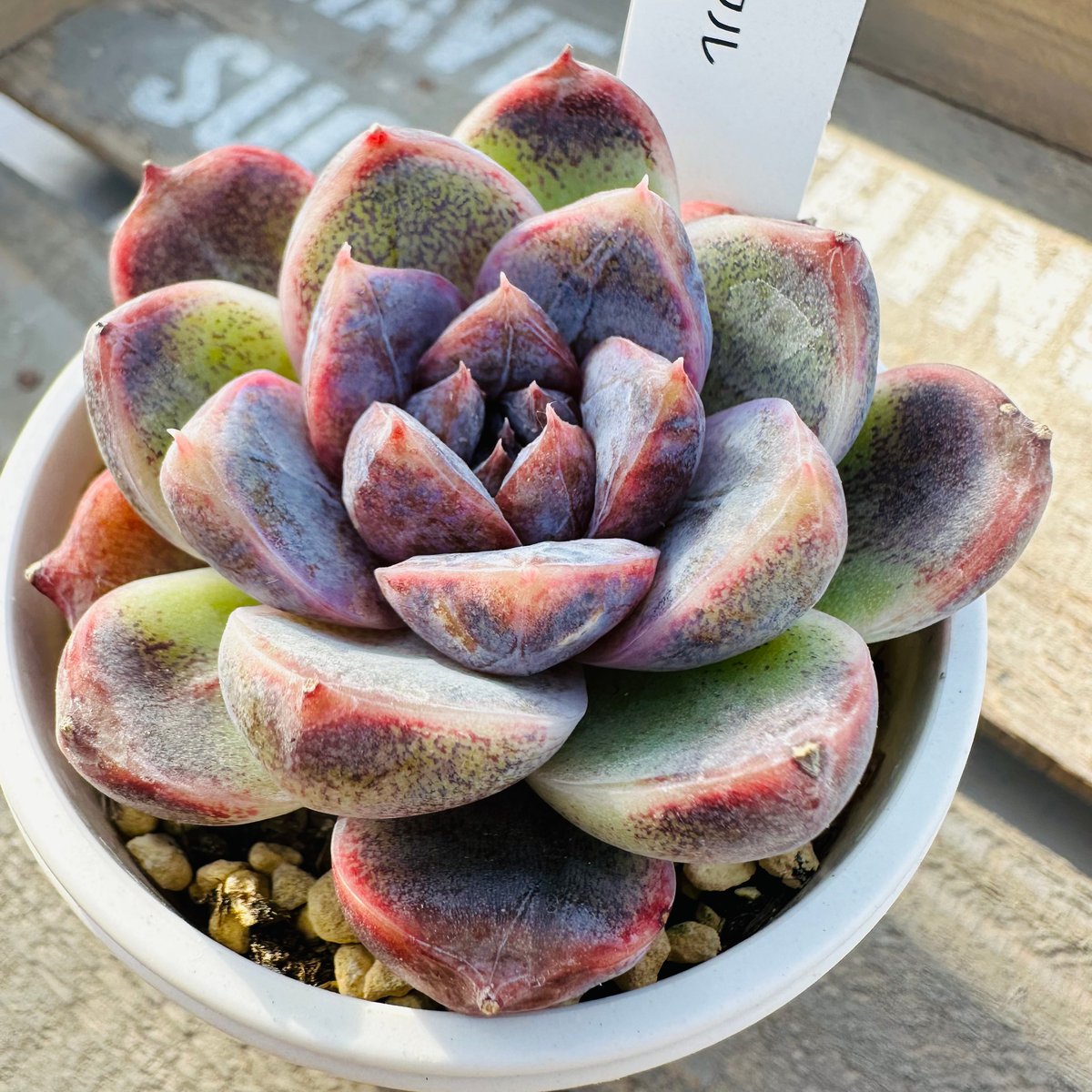 ホワイトソウル | GREEN SANTA ☆anybody