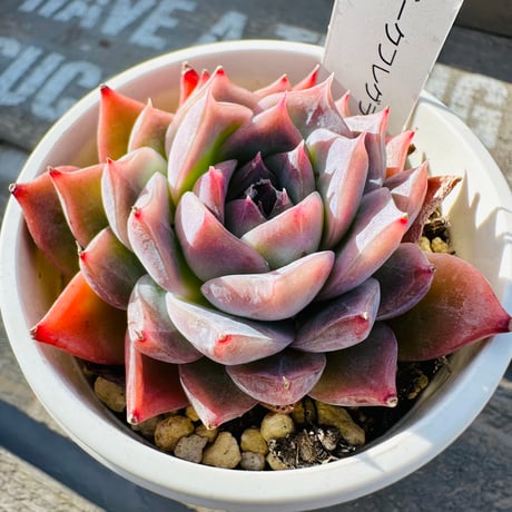 CATEGORY 多肉植物 | GREEN SANTA ☆anybody CATEGORY 多肉植物 | GREEN SANTA ☆anybody