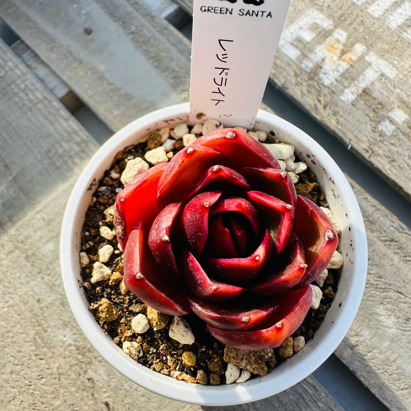 多肉植物　韓国苗　レッドライト　紅灯　大きめ　発根済み レッドライト | GREEN SANTA ☆anybody