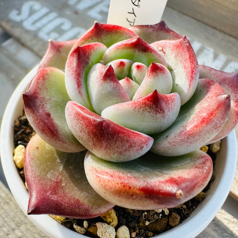 ブラックダイアモンド | GREEN SANTA ☆anybody