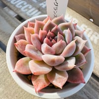 ダークフレグランス