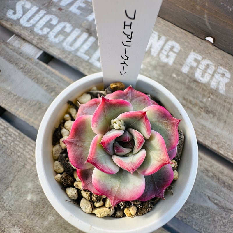 フェアリークイーン | GREEN SANTA ☆anybody