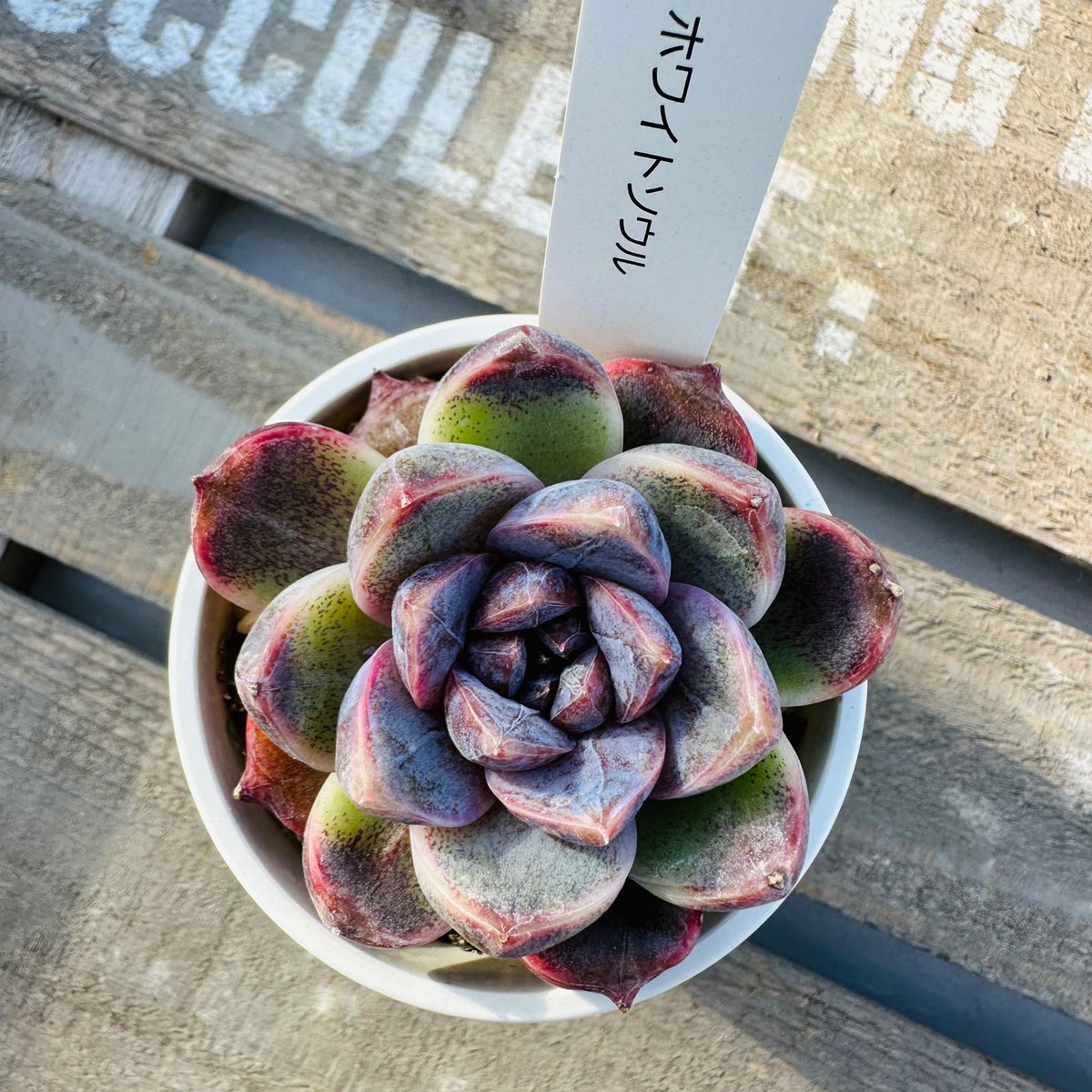 ホワイトソウル | GREEN SANTA ☆anybody