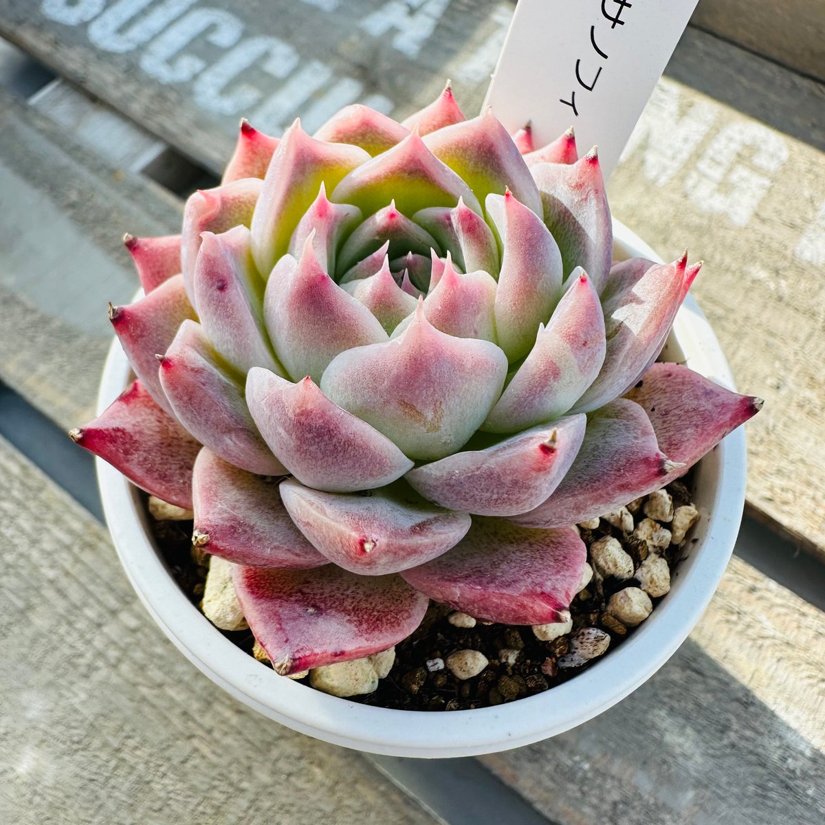 サノフィ | GREEN SANTA ☆anybody