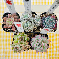 2号苗SET  ❷