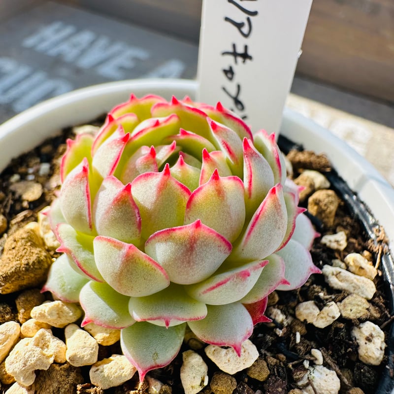 オーストラリアキャプテンヘイ | GREEN SANTA ☆anybody