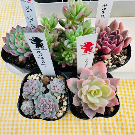 2号苗SET  ❶