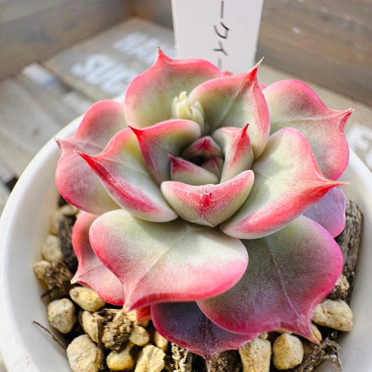 フェアリークイーン◎多肉植物 カット苗 韓国苗 エケベリア等 フェアリークイーン – 多肉植物の通販・販売サイト tawawa