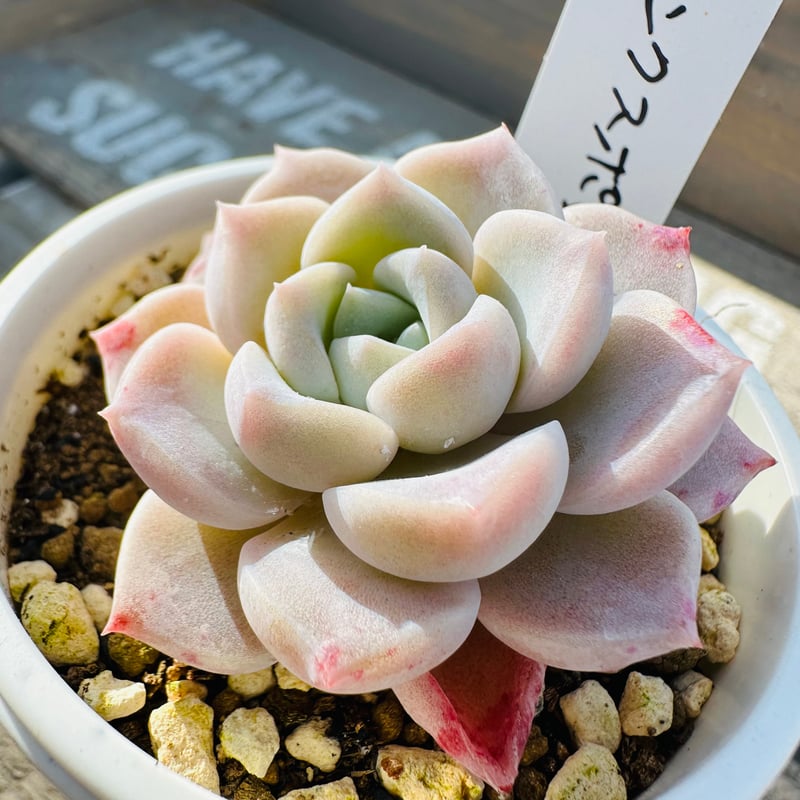 ピンクスポット | GREEN SANTA ☆anybody