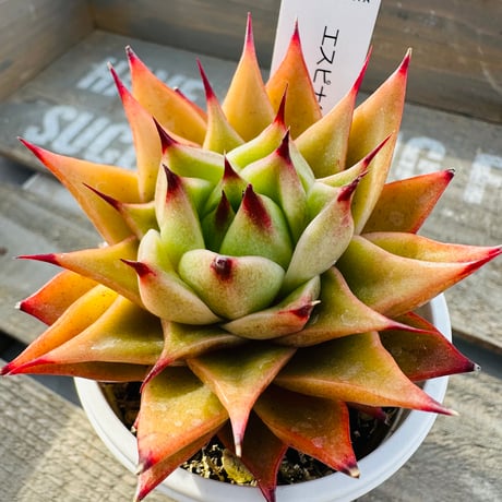 エスピナ