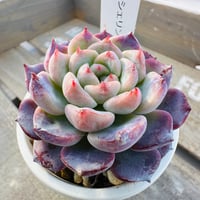 ホワイトソウル | GREEN SANTA ☆anybody