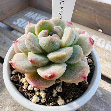 CATEGORY 多肉植物 | GREEN SANTA ☆anybody CATEGORY 多肉植物 | GREEN SANTA ☆anybody
