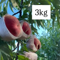 完熟桃3㎏(6-11玉）
