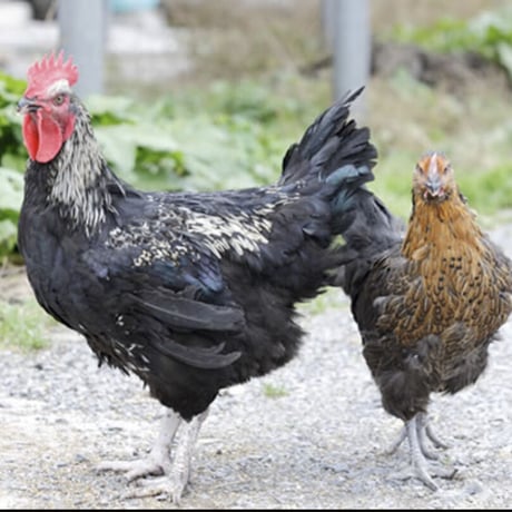 国産無投薬鶏むね肉ジャーキー🐓30g
