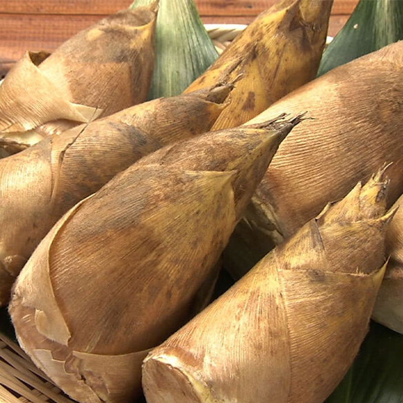 京都府山城産 朝掘りたけのこ/4kg | 西井米穀店 やましろもん 京都府山城産 朝掘りたけのこ/4kg | 西井米穀店 やましろもん