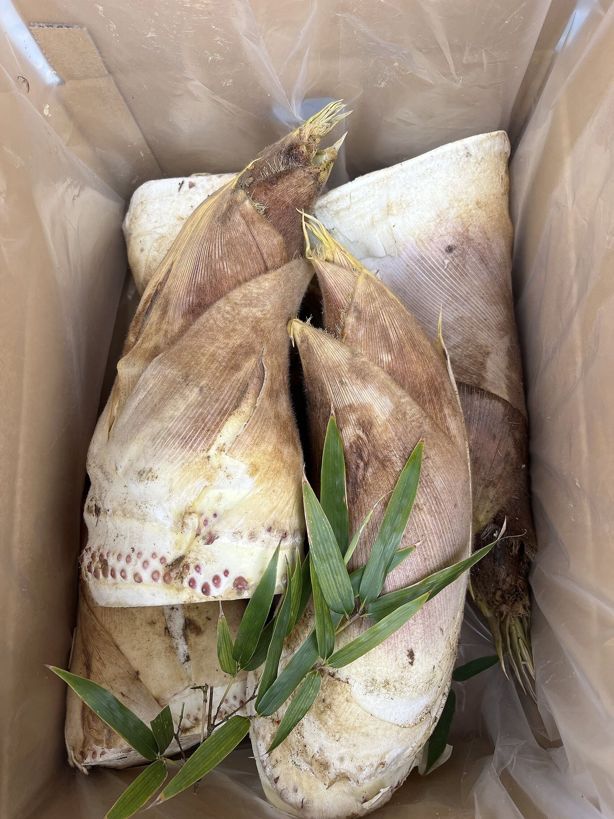 京都府山城産 朝掘りたけのこ/4kg | 西井米穀店 やましろもん 京都府山城産 朝掘りたけのこ/4kg | 西井米穀店 やましろもん