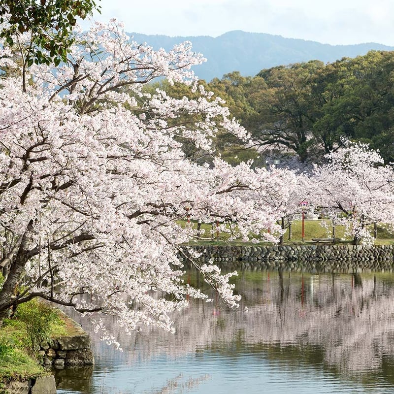 天山酒造　純米大吟醸　一日千秋　1800ml 純米大吟醸 古酒 一日千秋 1800ml | 酒舗 彩-SAI- オンラインストア