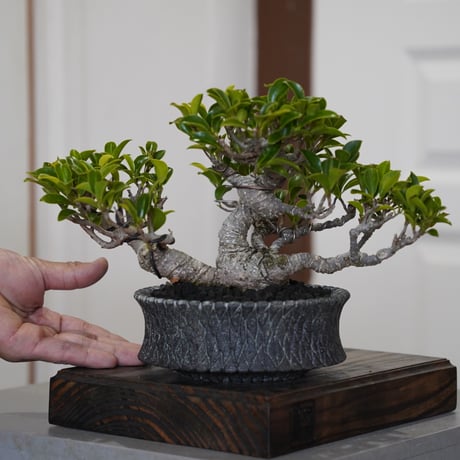 陶賊 -TOUZOKU- bonsai & pottery