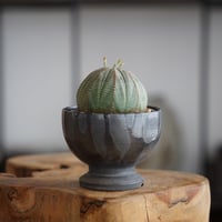 ユーフォルビア オベサ M〈オス〉 × naka. 作「BLACK × BLACK 」3号 植木鉢 ［No.23］