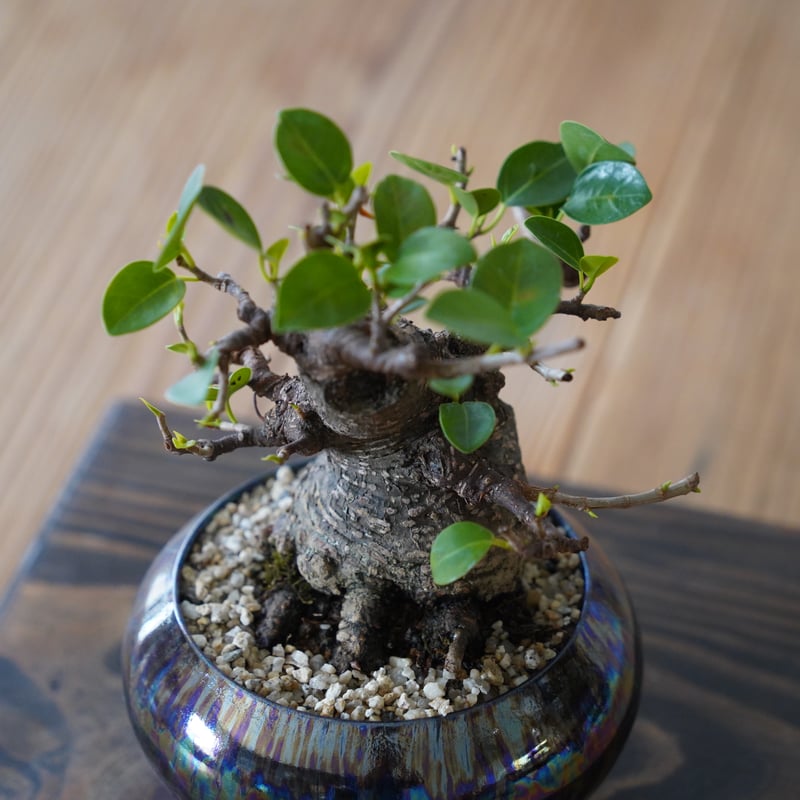 伊万里 丸形 盆栽鉢 植木鉢 盆栽鉢 尻丸 3.5号 四日市萬古焼 金彩 黒 赤吹 黒吹 金吹 5色 丸