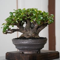 ［08］一級品ガジュマル Ficus microcarpa  ×  新里竜子 作「 RYUSEN 」7号鉢