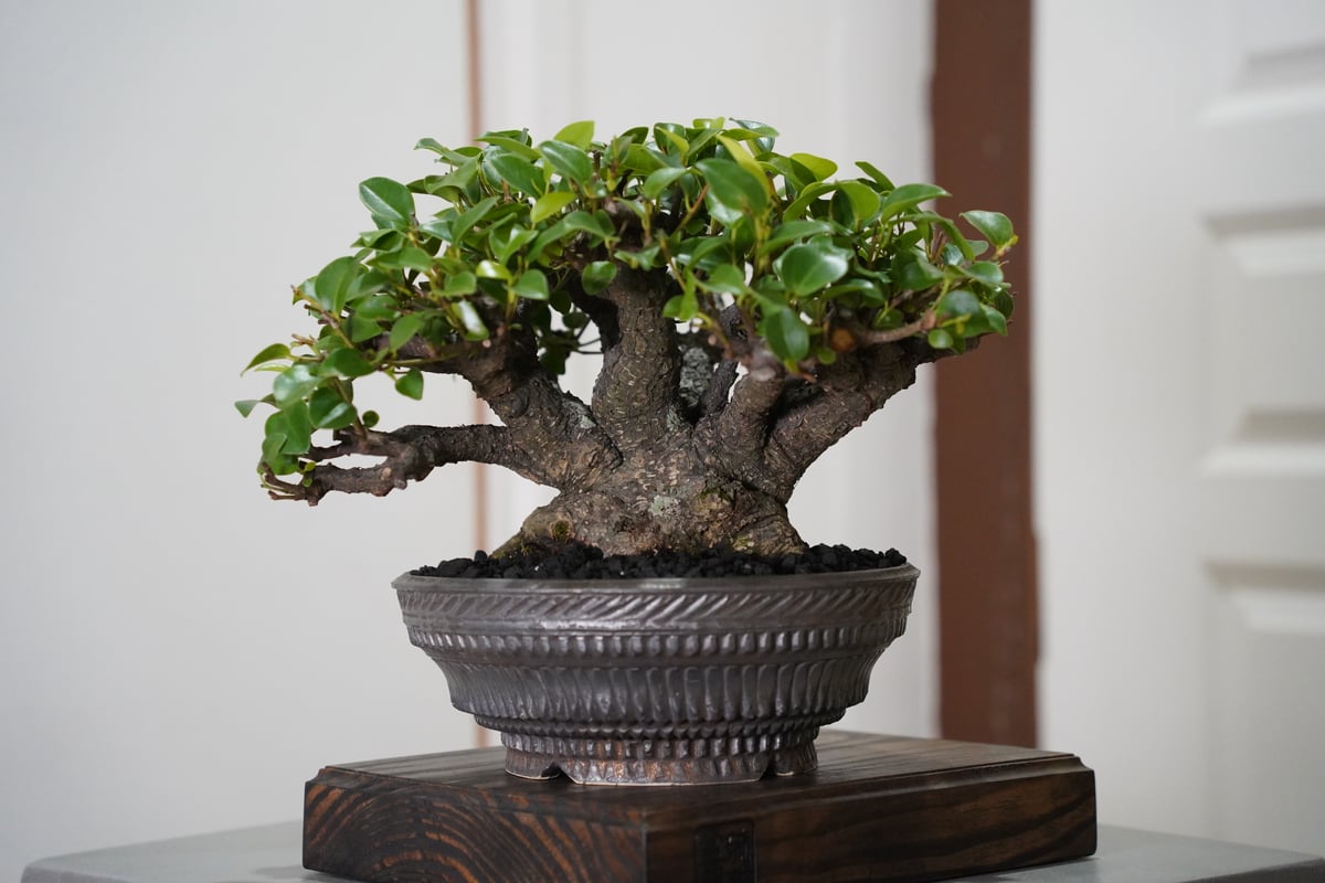 RYUSEN 新里竜子 植物 鉢 植木鉢 fit=scale-down,w=1200