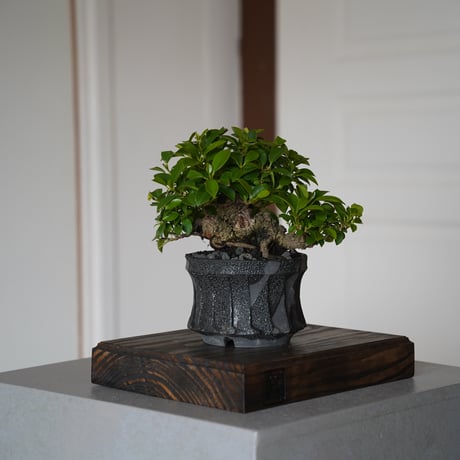 CATEGORY ガジュマル | 陶賊 -TOUZOKU- bonsai & pottery CATEGORY ガジュマル | 陶賊 -TOUZOKU- bonsai & pottery