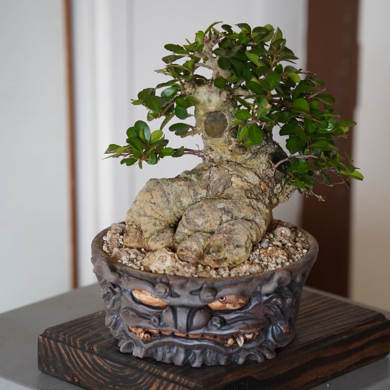 ハリツルマサキ　盆栽　石付き　奄美大島産 02］ハリツルマサキ Gymnosporia diversifolia × なみひら陶房 「
