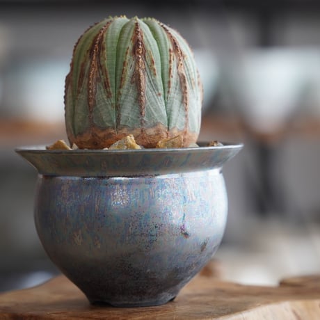 ユーフォルビア オベサ 木質化 φ8cm〈メス〉 × 坂本新 作  「LUSTER OVERGLAZE」3号 植木鉢 ［No.37］