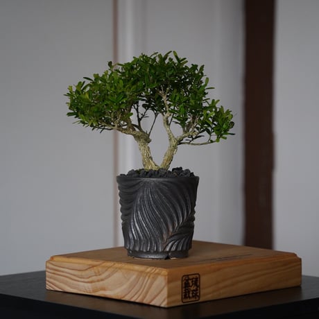 新里竜子 | STORES