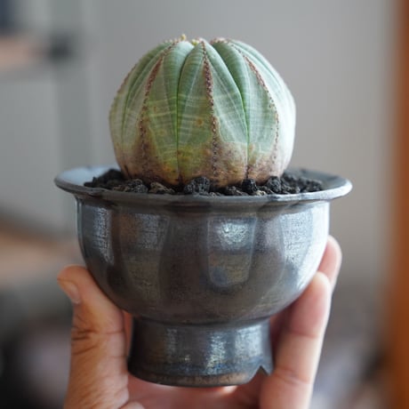 ユーフォルビア オベサ 木質化 メス φ7cm × naka. 作「BLACK × BLACK 」3号 植木鉢 ［No.49］