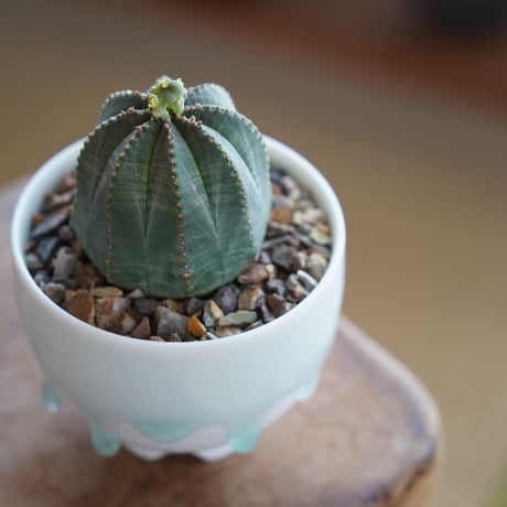 ユーフォルビア オベサ S 種付き〈メス〉 × 小林哲也 作「雫」2.5号 植木鉢 ［No.25］