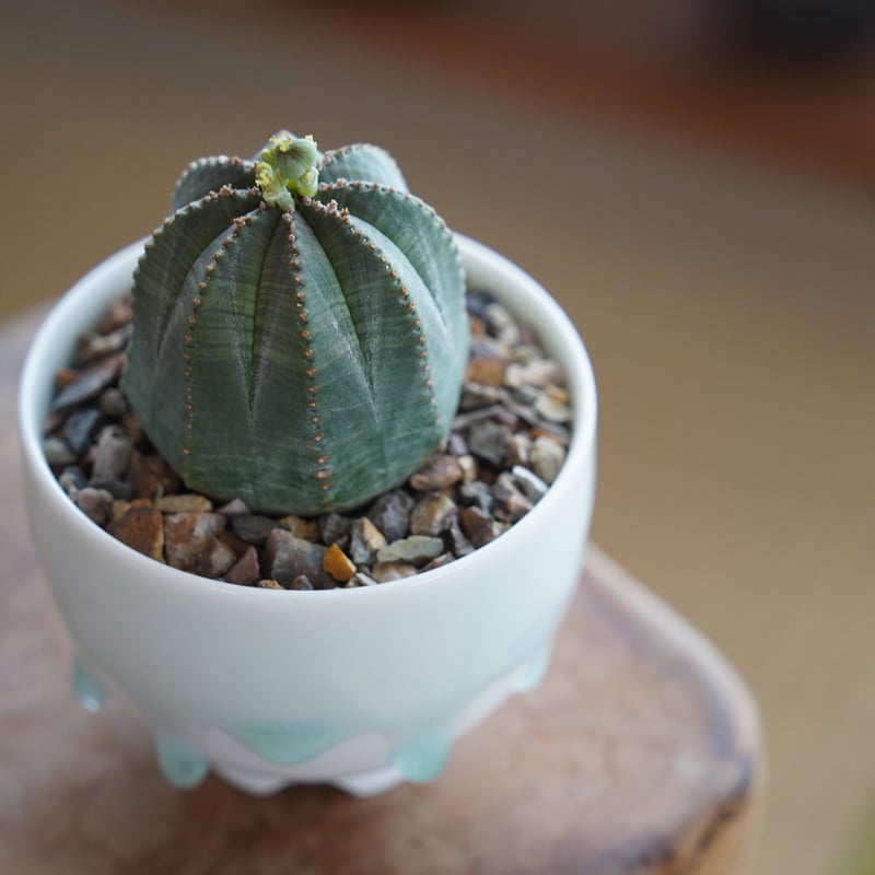 ユーフォルビア・オベサ 雌株/伝市鉢入り ユーフォルビア・オベサ 雌株/伝市鉢入り ユーフォルビア オベサ S 種