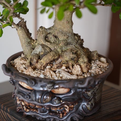 ［01］ハリツルマサキ Gymnosporia diversifolia × なみひら陶房 「シーサー/ 雄」7号鉢 やちむん