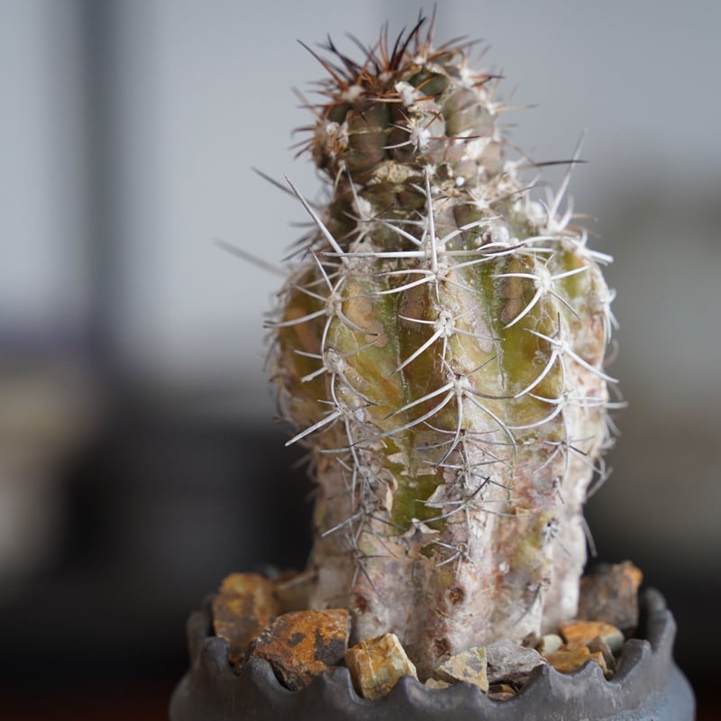 サボテン 鉛筆画 fit=scale-down,w=1200