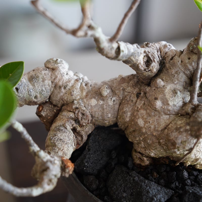 33］イボ幹 Ficus microcarpa ［我樹丸］ × 磯部祐介 作「 瓦 - ka