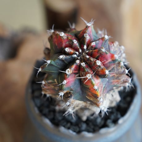 緋牡丹錦 木質化  ×  根本峻吾 作 S.N POT type.cylinder「 黑焰 」 3号 植木鉢 ［No.14］