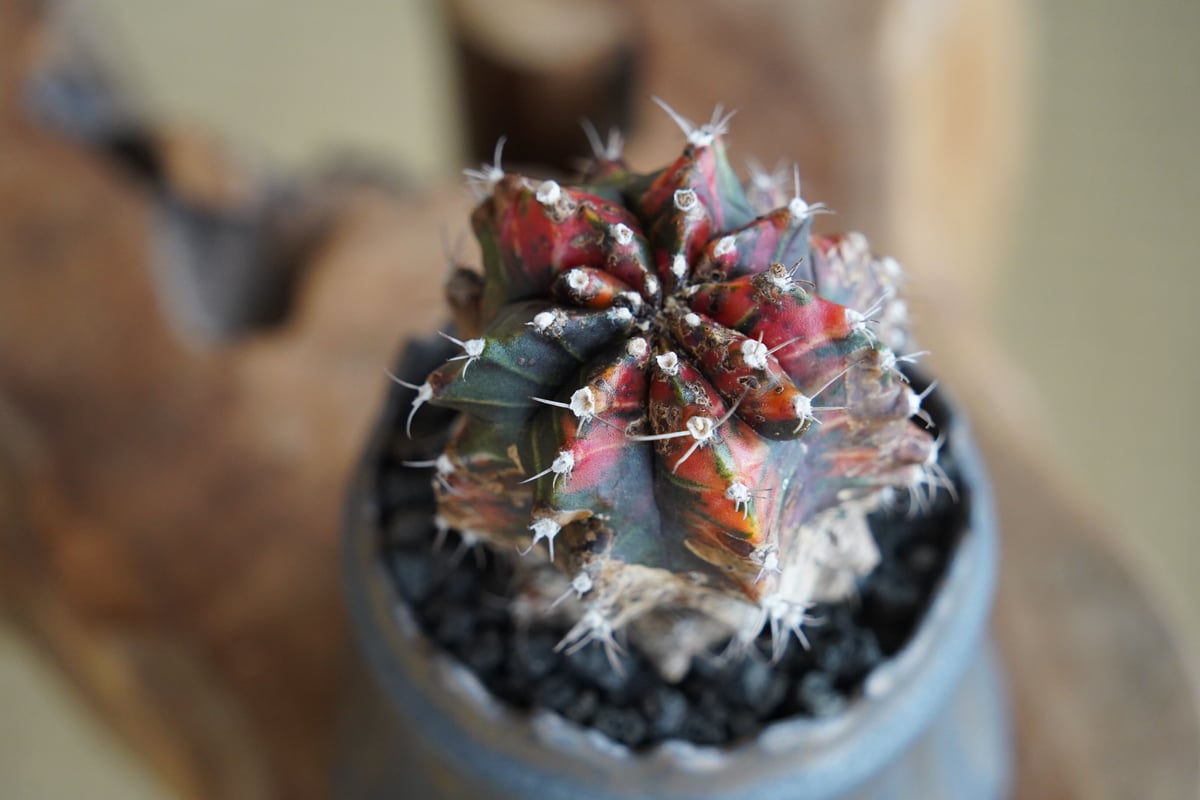 緋牡丹錦 木質化 × 根本峻吾 作 S.N POT type.cylinder「 黑焰 」