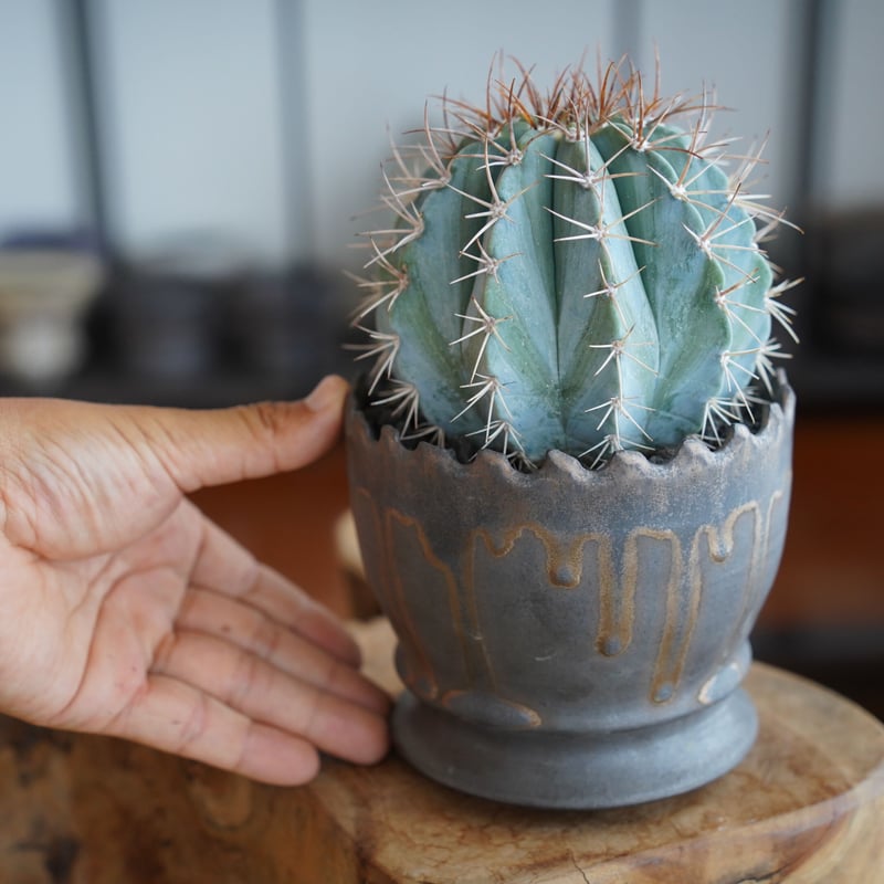 メロカクタス アズレウス 鶯鳴雲 × 根本峻吾 作 S.N POT type.round