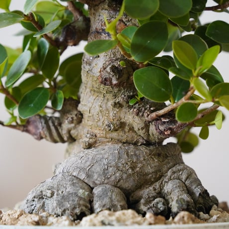 ［01］パンダガジュマル Ficus microcarpa × 根本峻吾 S.N POT type.low「 鐡 / 月光 ver. 」6号鉢 笠間焼