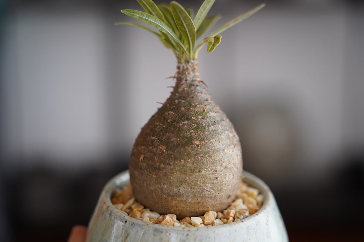 パキポディウム グラキリス × 磯部祐介 作「円 - en - 」笠間焼 植木鉢